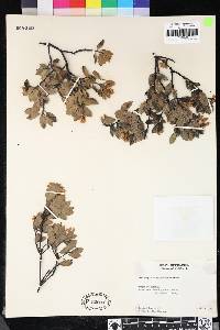 Arctostaphylos franciscana image