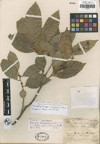 Image of Rinorea nhatrangensis