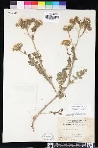 Phacelia crenulata image