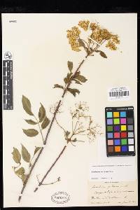 Sambucus nigra subsp. canadensis image