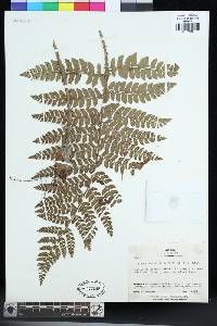 Polystichum fibrillosopaleaceum image