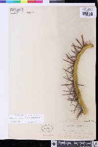 Image of Ferocactus pilosus