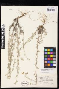 Eriophyllum lanatum image