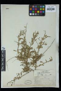 Atriplex canescens image