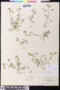 Trifolium trichocalyx image