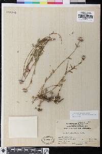 Monardella odoratissima subsp. glauca image