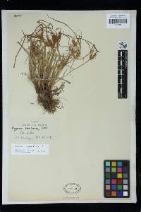 Cyperus odoratus image