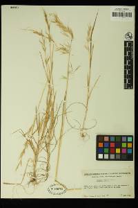 Bromus berteroanus image