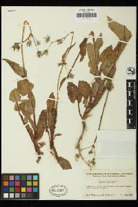 Sonchus oleraceus image