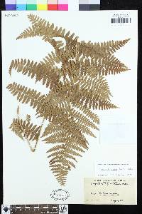 Dryopteris arguta image