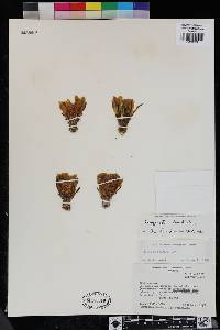 Image of Corryocactus melanotrichus