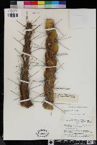 Image of Corryocactus quadrangularis