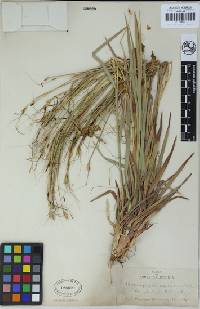 Heteropogon contortus image