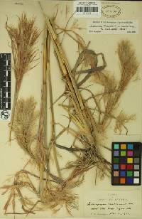 Andropogon glomeratus image