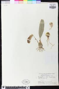 Image of Bulbophyllum careyanum