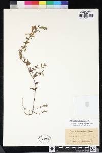 Scutellaria antirrhinoides image