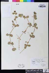 Bacopa rotundifolia image