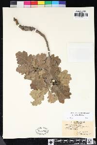 Quercus lobata image