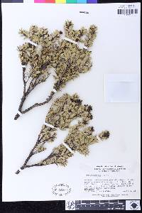 Gaultheria racemulosa image
