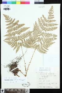 Dryopteris expansa image