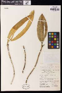 Myoxanthus serripetalus image