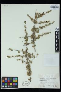 Colubrina californica image