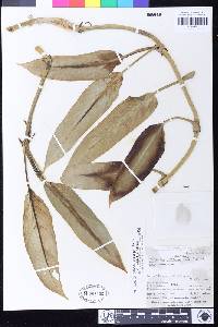 Philodendron cretosum image