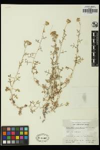 Eriophyllum confertiflorum image