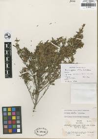 Image of Myrceugenia smithii