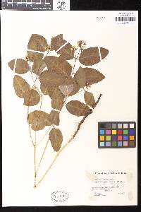 Apocynum androsaemifolium image