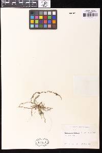 Taeniophyllum fasciola image