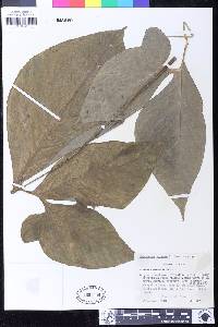 Image of Xanthosoma cubense