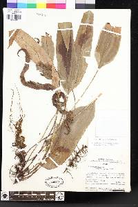 Elaphoglossum latevagans image