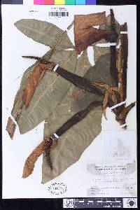 Image of Syngonium auritum