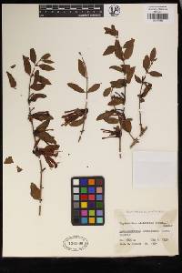 Tapinanthus oleifolius image