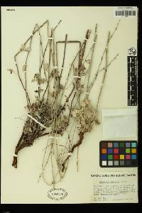 Eriogonum elongatum image