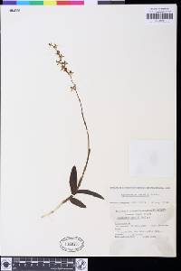 Image of Epidendrum caroli