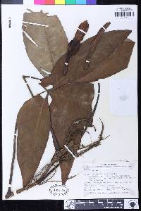 Syngonium hoffmannii image