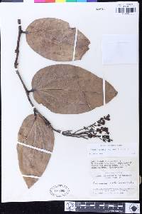 Cavendishia martii image