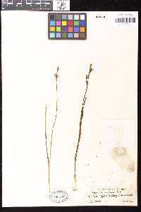 Image of Thelymitra longifolia