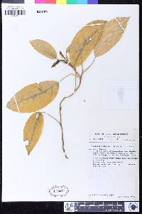 Culcasia scandens image