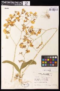 Gomesa bifolia image