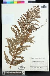 Polystichum retrosopaleaceum image