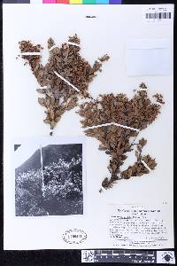 Gaultheria racemulosa image