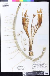 Selenicereus pteranthus image