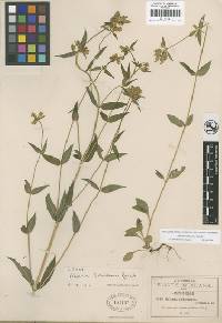 Image of Halenia schiedeana