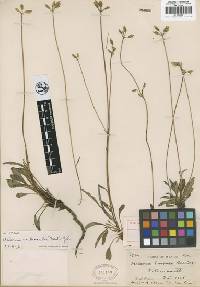 Image of Halenia plantaginea