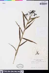 Image of Epidendrum criniferum