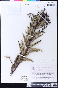 Image of Agarista coriifolia