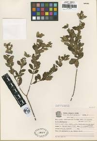 Image of Myrceugenia euosma